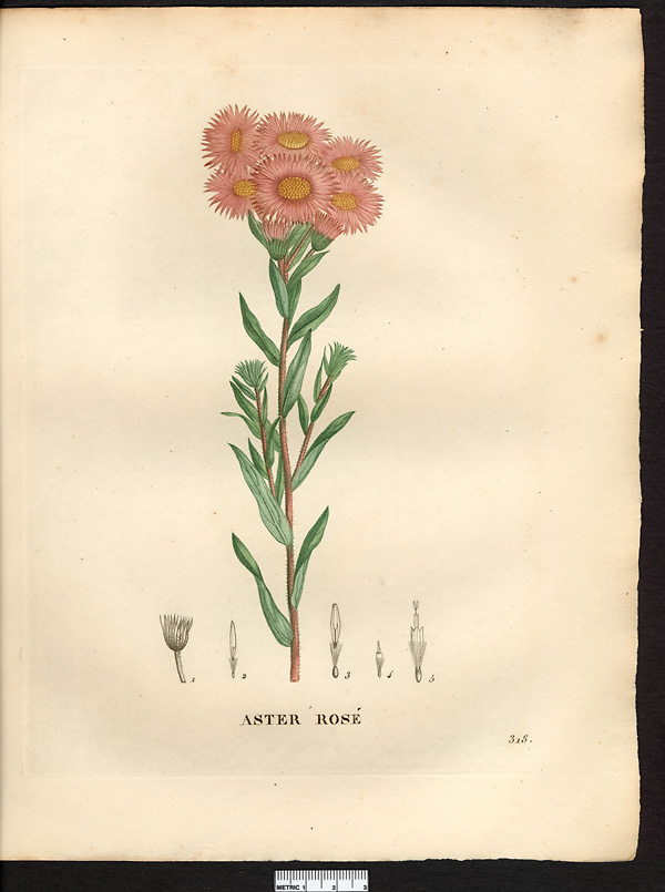 Aster roseus