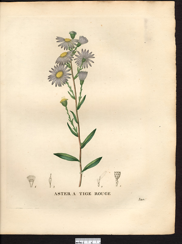 Aster rubricaulis, aster laevis