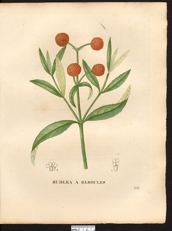 Budlea globosa (budleia)