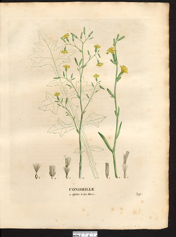 Chondrilla juncea