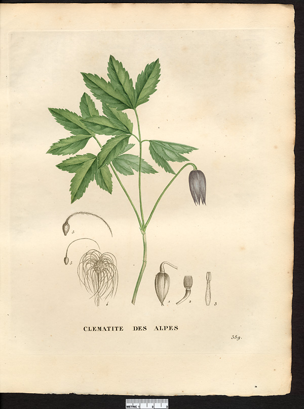 Clematis alpina, atragene alpina