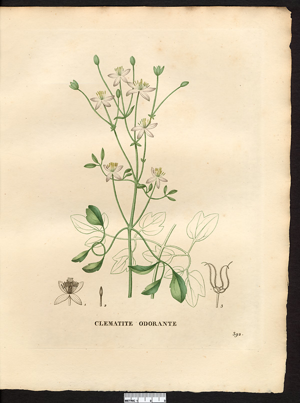Clematis flammula