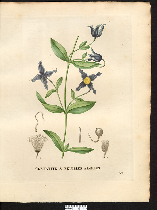 Clematis integrifolia