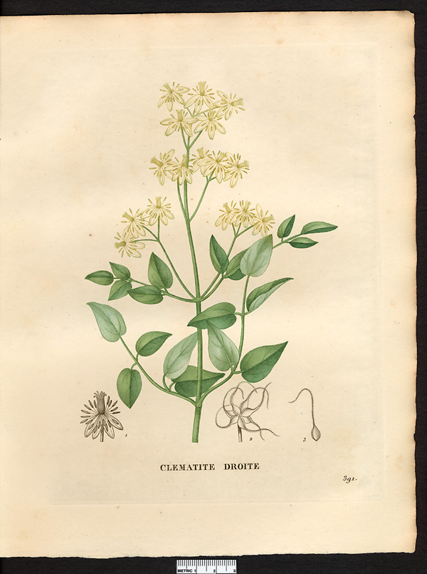 Clematis recta, clematis lathyrifolia