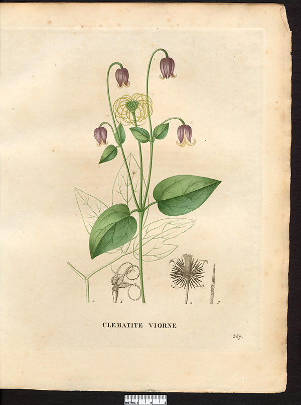 Clematis viorna