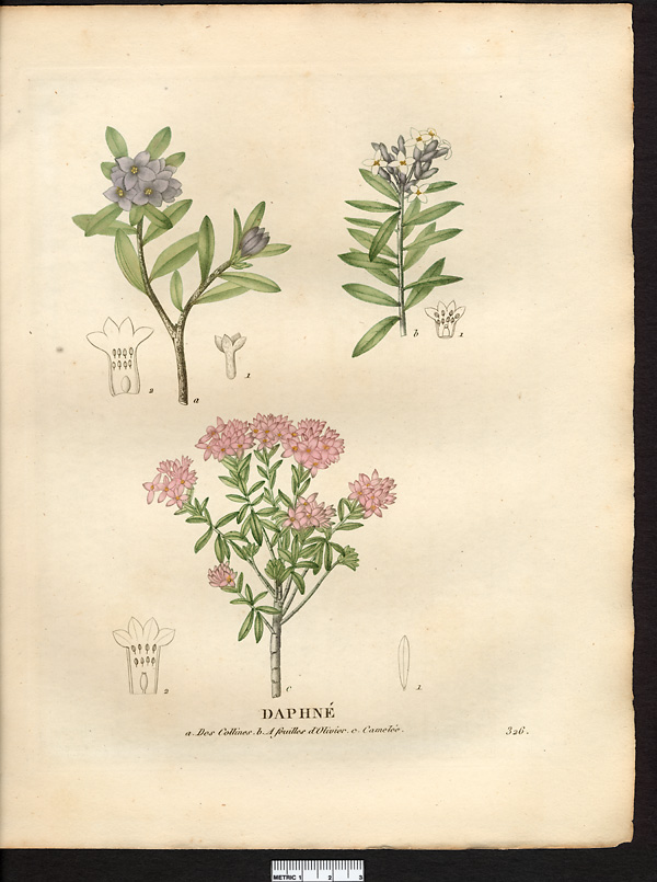Daphné à feuilles d'olivier (Daphne oleoides), (Daphne transcaucasica)