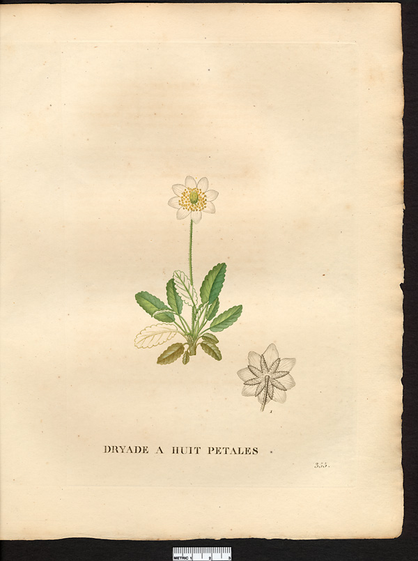 Dryas octopetala 