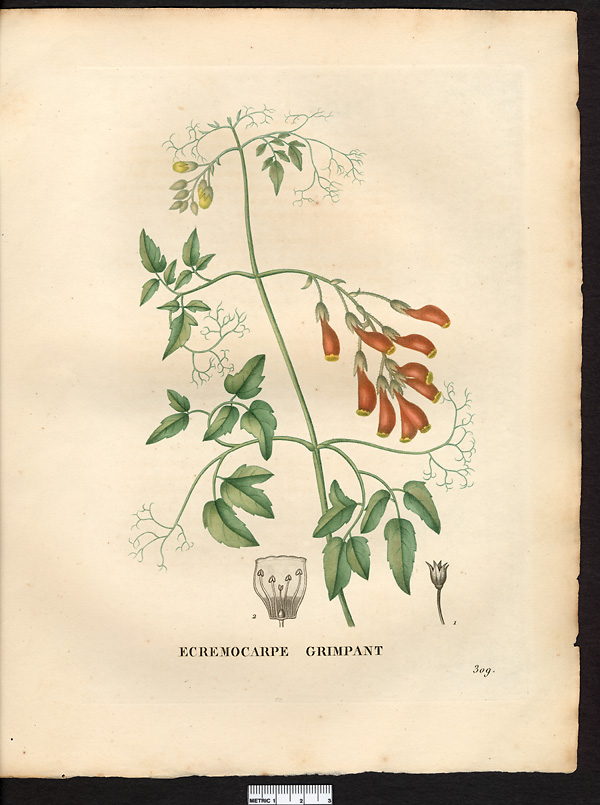 Ecremocarpus scaber, eccremocarpus scaber