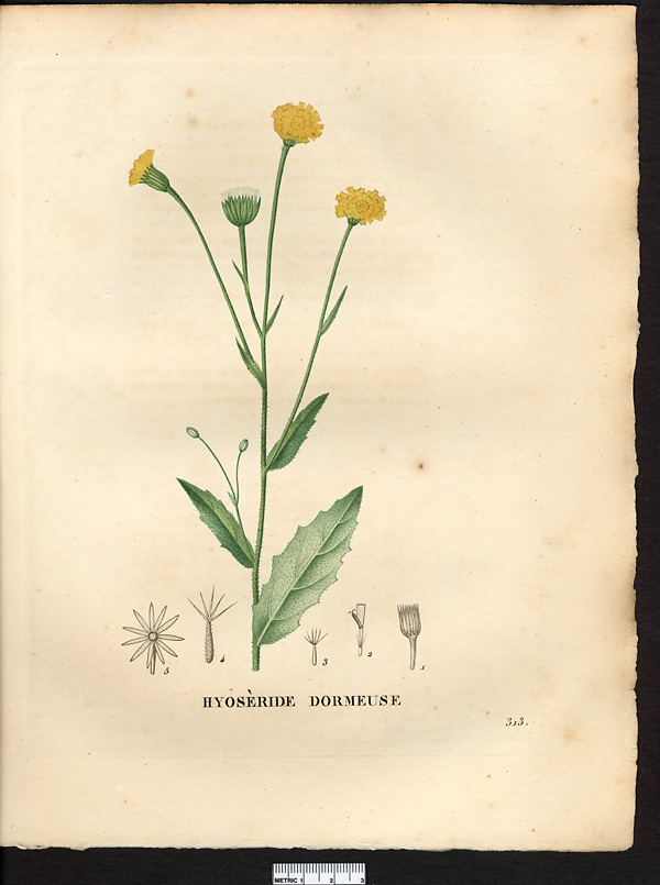 Hyoseris hedypnois, hedypnois cretica