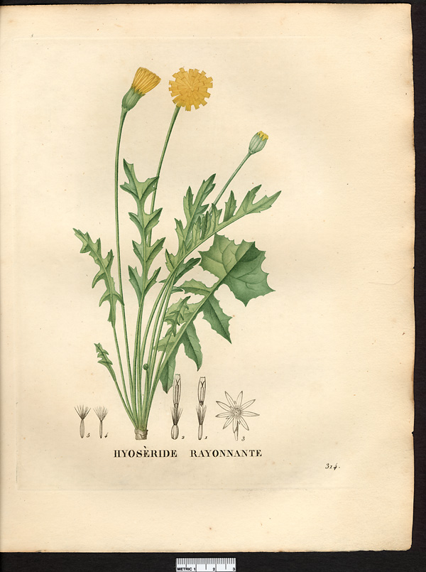Hyoseris radiata