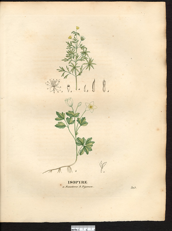 Isopyre fumeterre (Isopyrum fumarioides)