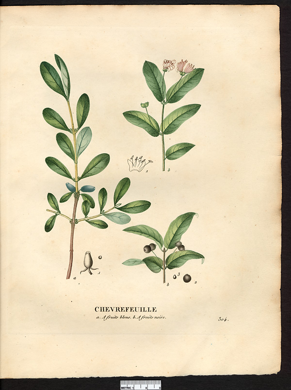 Chèvrefeuille à fruits bleus (Lonicera caerulea), chèvrefeuille bleu (Lonicera caerulea)