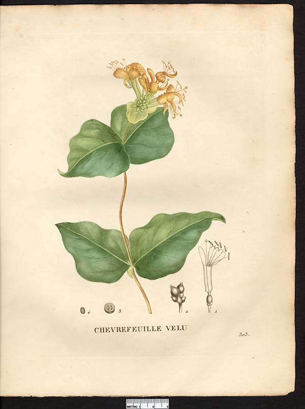 Lonicera pubescens, lonicera hirsuta