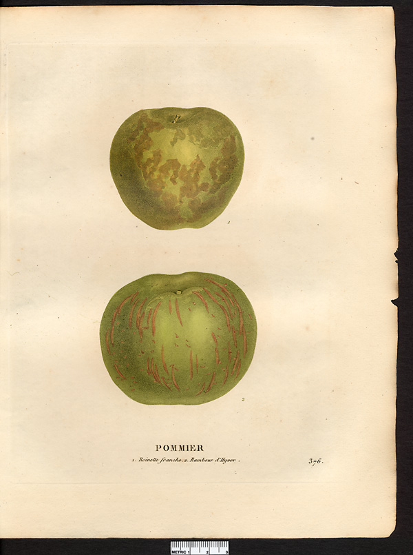 Malus sylvestris
