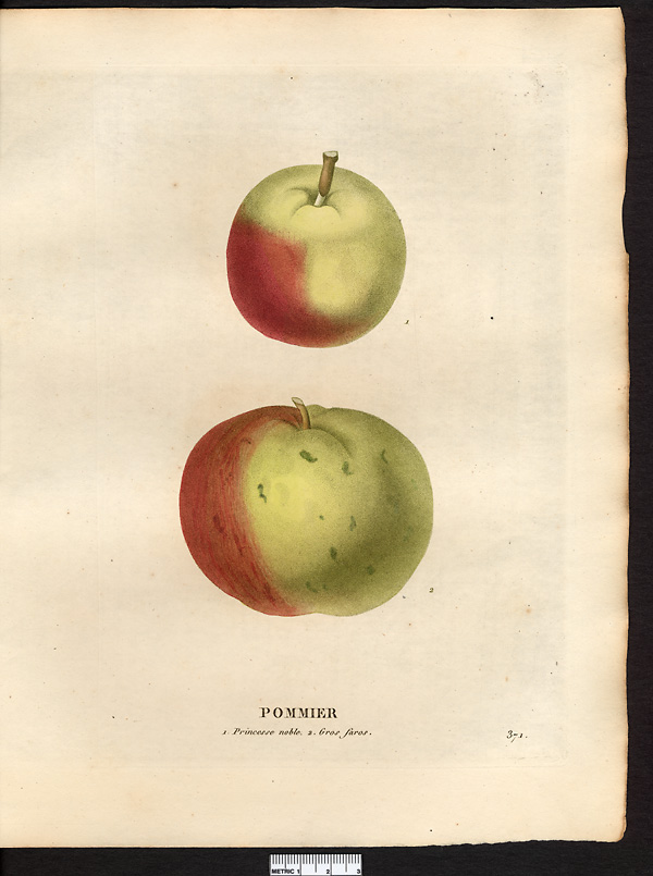 Malus sylvestris