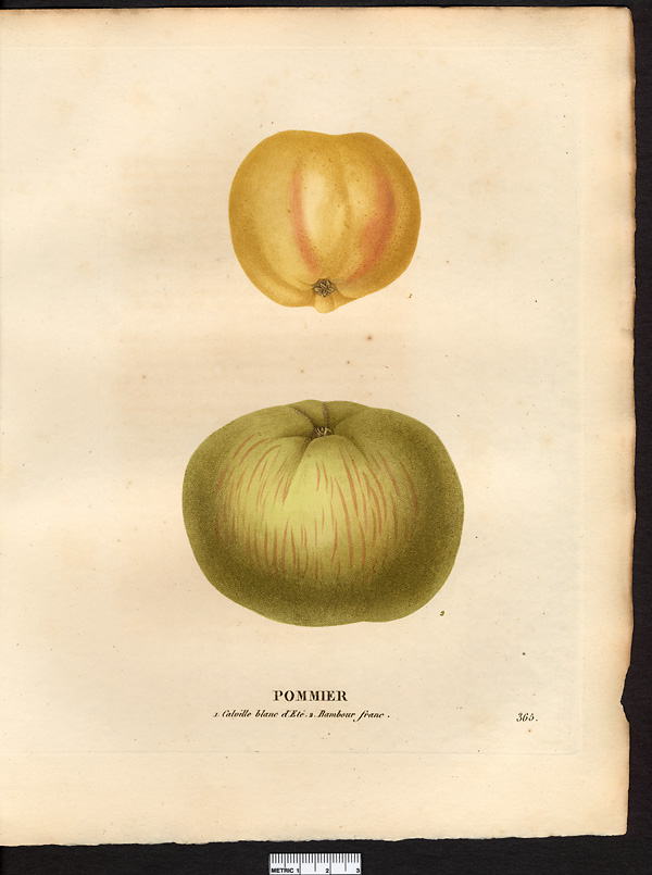 Malus sylvestris