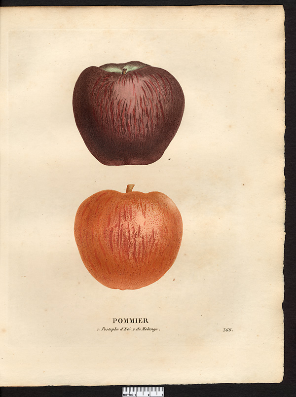 Malus sylvestris