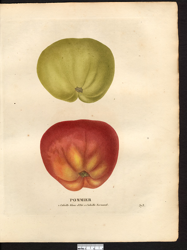 Malus sylvestris
