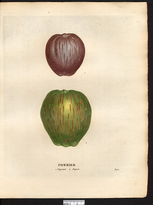 Malus sylvestris