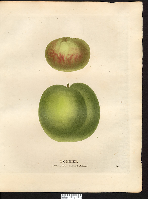Malus sylvestris
