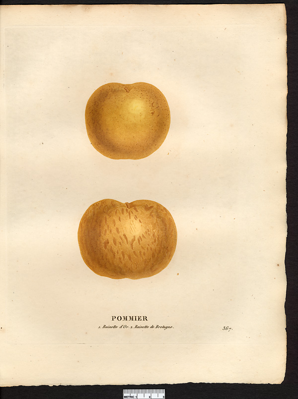 Malus sylvestris