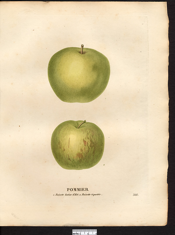 Malus sylvestris