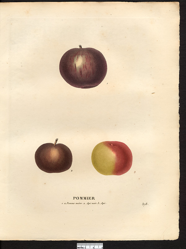 Malus sylvestris