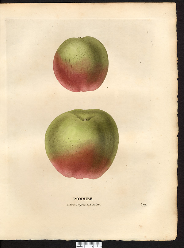 Malus sylvestris