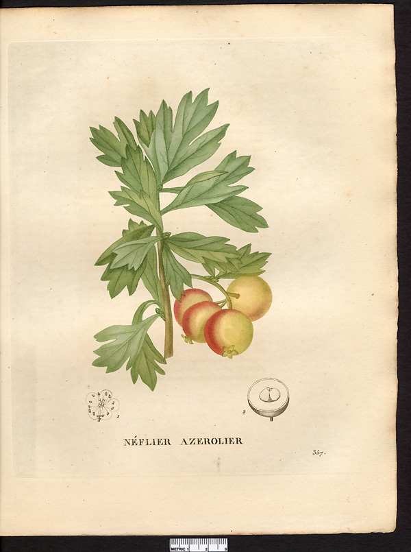 Mespilus azarolus