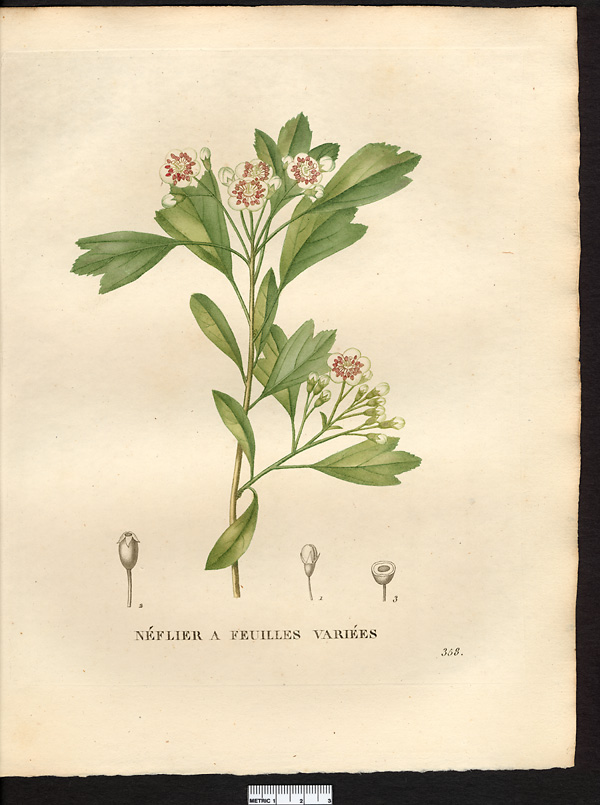 Mespilus diversifolia
