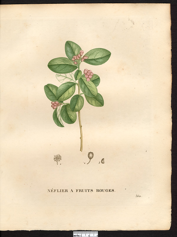 Mespilus eriocarpa