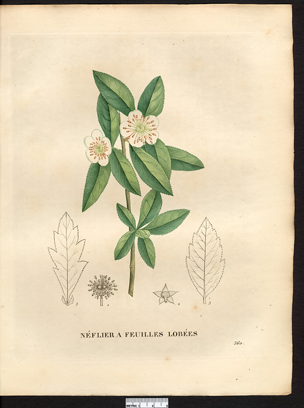 Mespilus lobata
