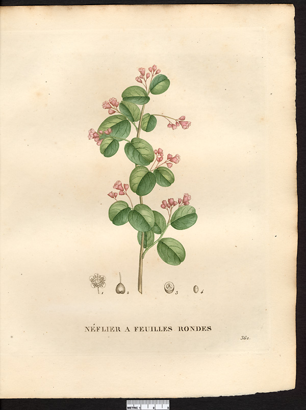 Mespilus melanocarpa