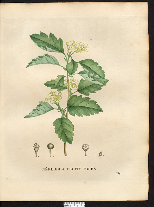 Mespilus nigra