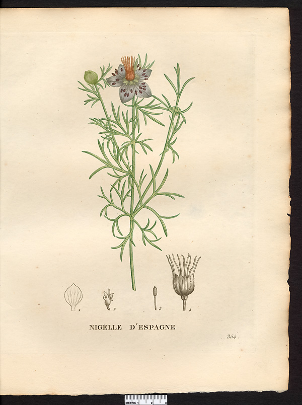 Nigella hispanica