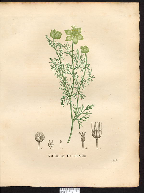 Nigella sativa