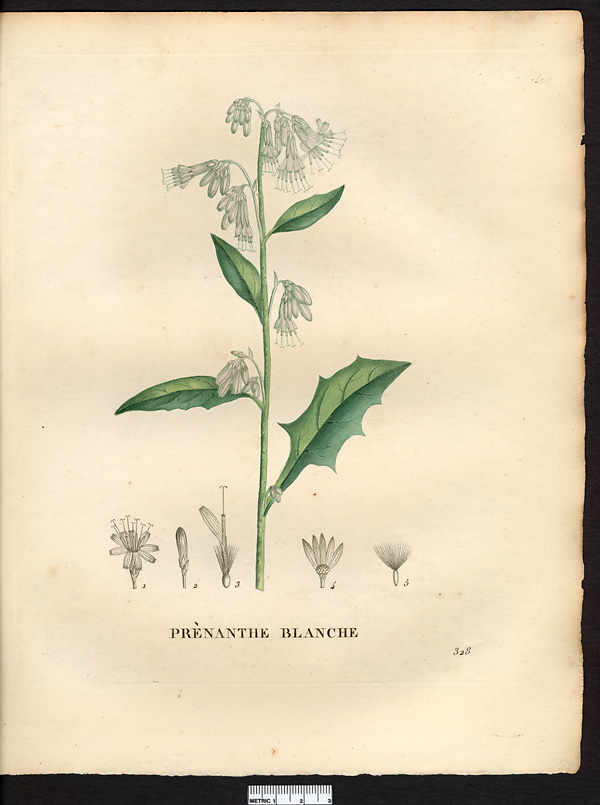 Prenanthes alba, nabalus albus