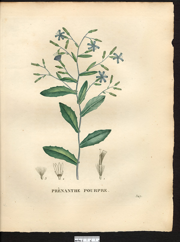 Prenanthes purpurea