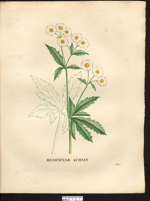 Ranunculus aconitifolius