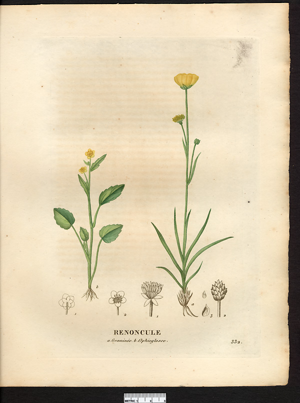Renoncule graminée (Ranunculus gramineus), renoncule à feuilles de graminées (Ranunculus gramineus)
