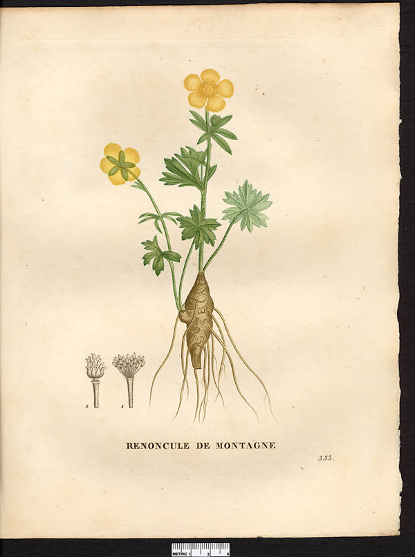 Ranunculus montanus
