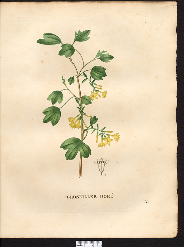 Ribes aureum