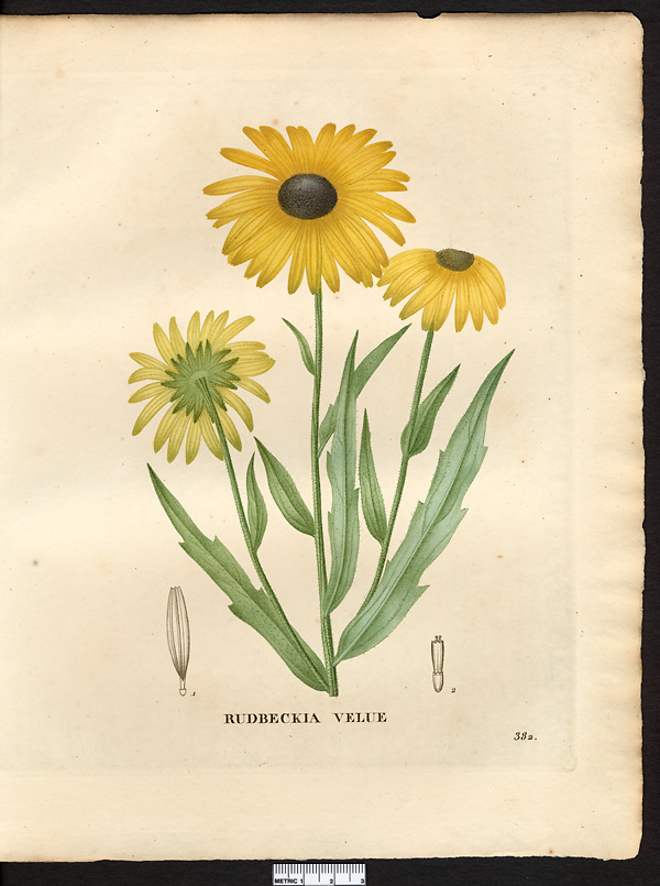 Rudbeckia hirta, rudbeckia serotina
