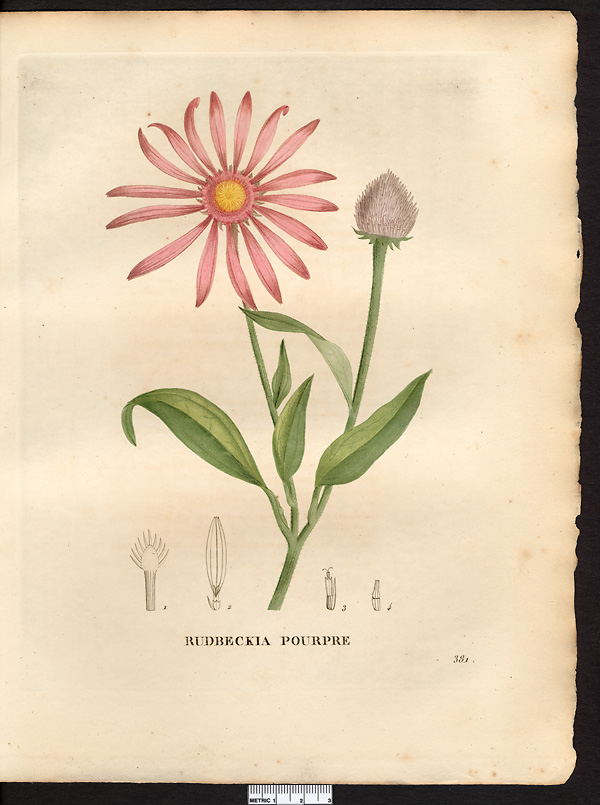 Rudbeckia purpurea, echinacea purpurea