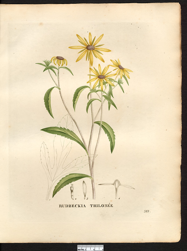 Rudbeckia triloba