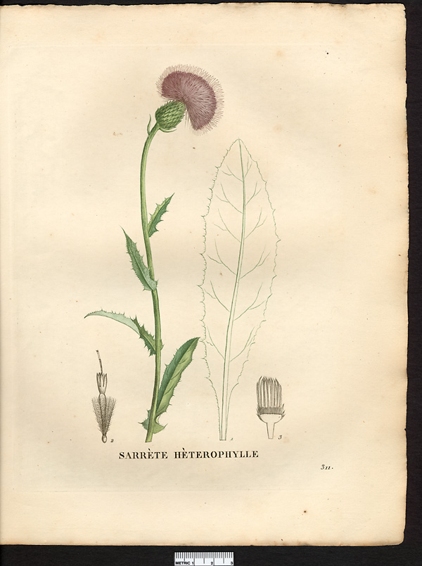 Serratula heterophylla, serratula lycopifolia