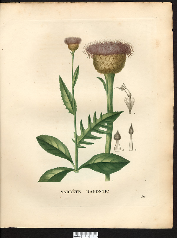 Serratula rhaponticum, centaurea rhaponticum, leuzea rhapontica