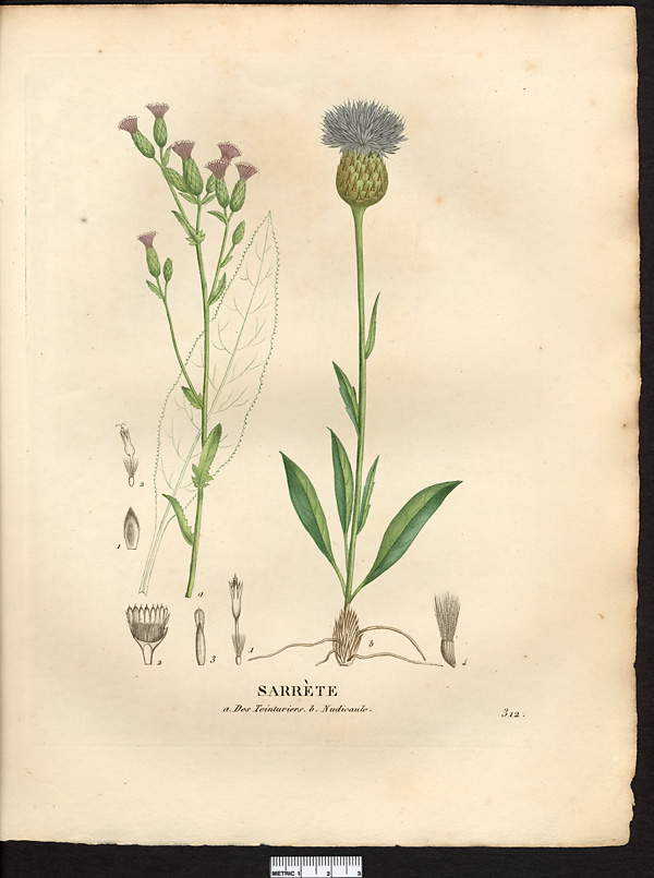 Serratula tinctoria