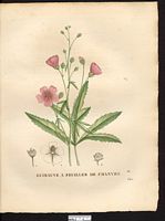 Althaea cannabina. Cliquer pour agrandir l'image. Althaea cannabina. Cliquer pour agrandir l'image.
