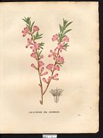 Amygdalus georgica. Cliquer pour agrandir l'image. Amygdalus georgica. Cliquer pour agrandir l'image.